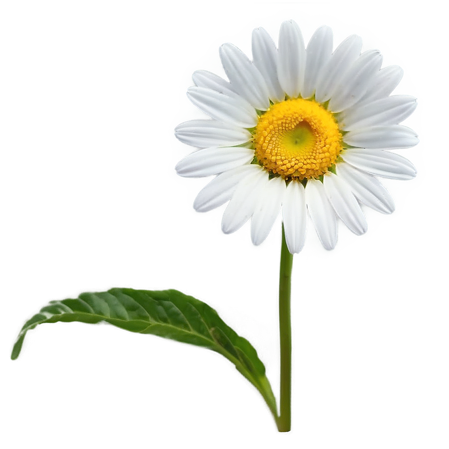 Daisy Flower Outline Png Eaf50 PNG image