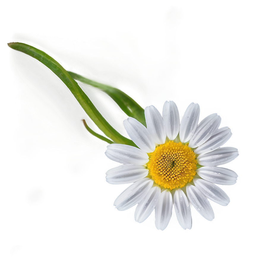 Daisy Flower Transparent Png 05252024 PNG image