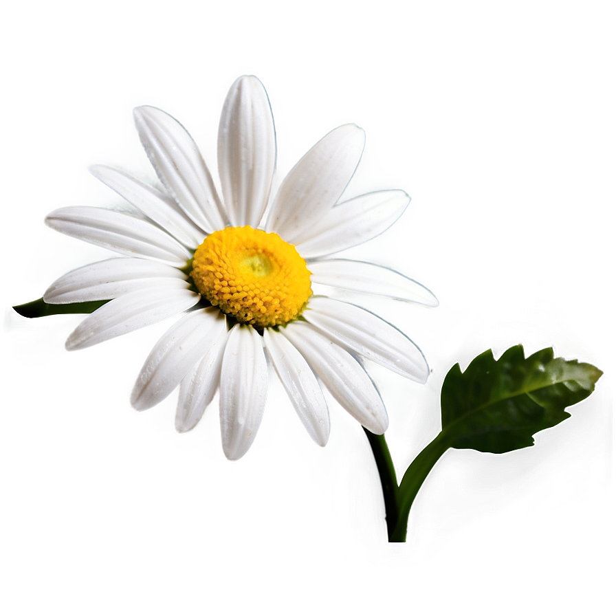 Daisy Flower Transparent Png 05252024 PNG image