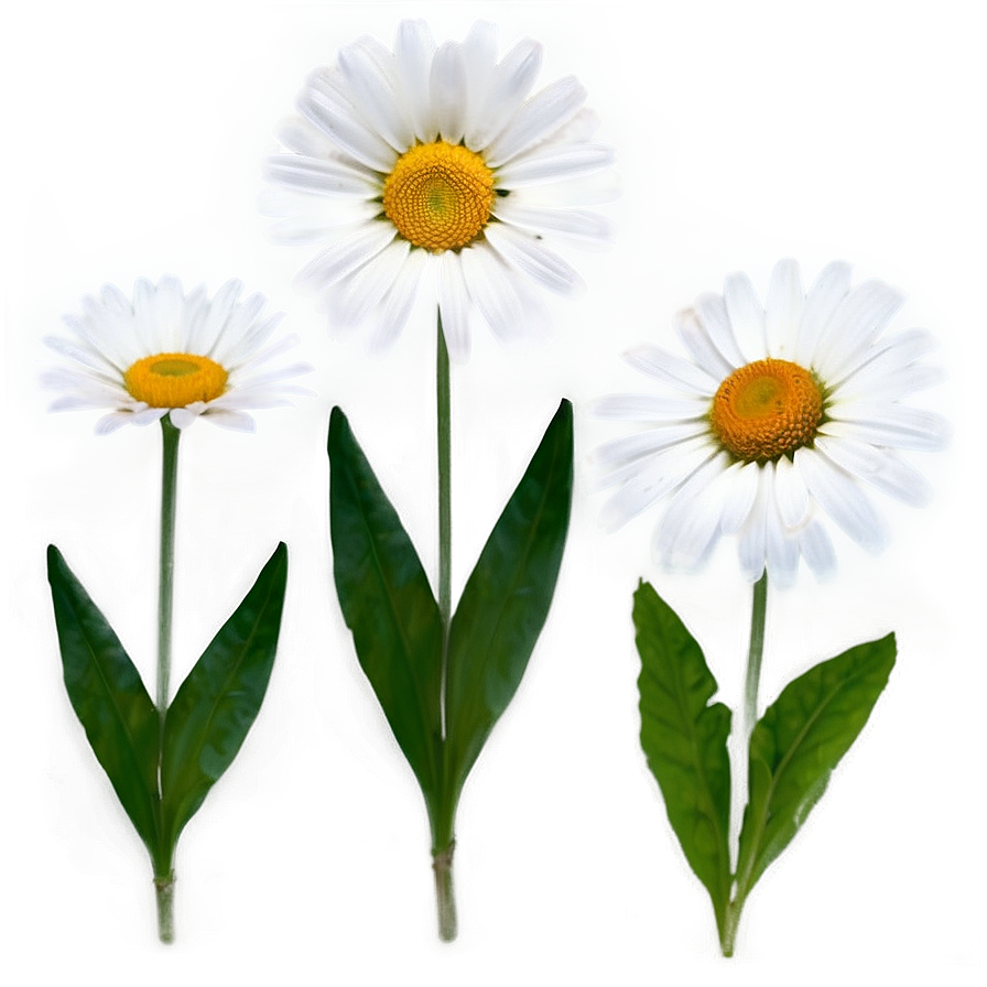 Daisy Flower Transparent Png Alb96 PNG image