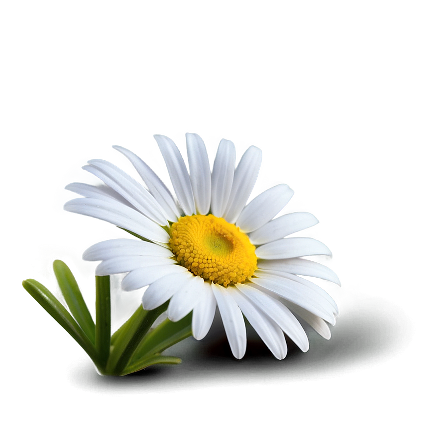 Daisy Icon Png 61 PNG image