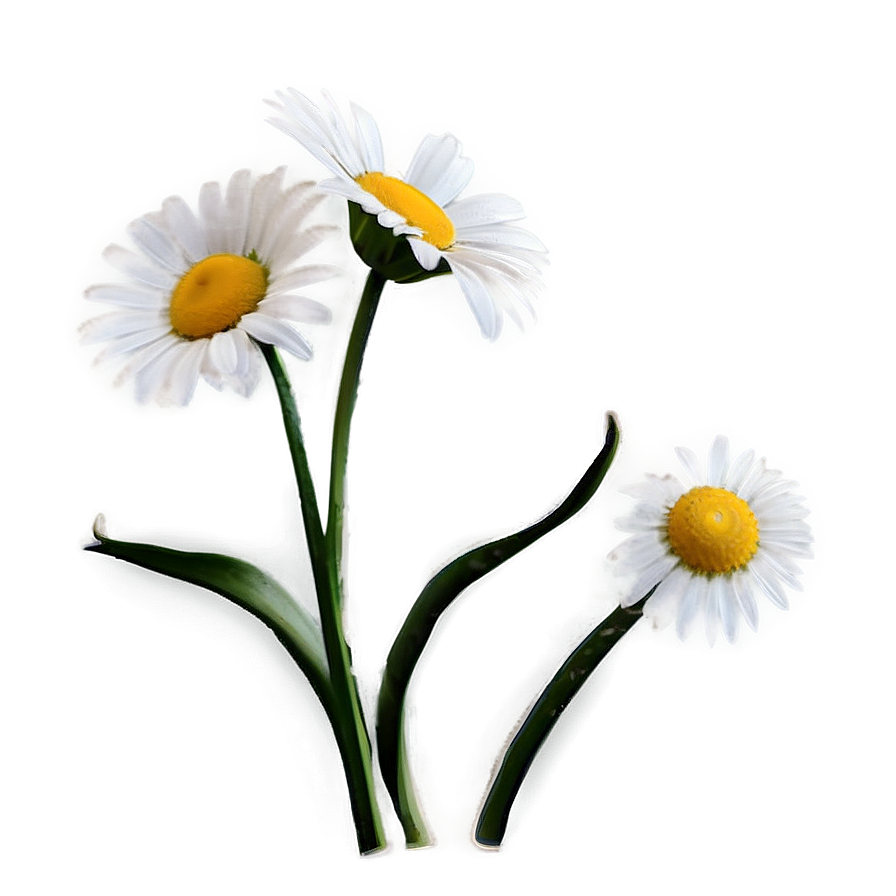 Daisy Illustration Png 05212024 PNG image