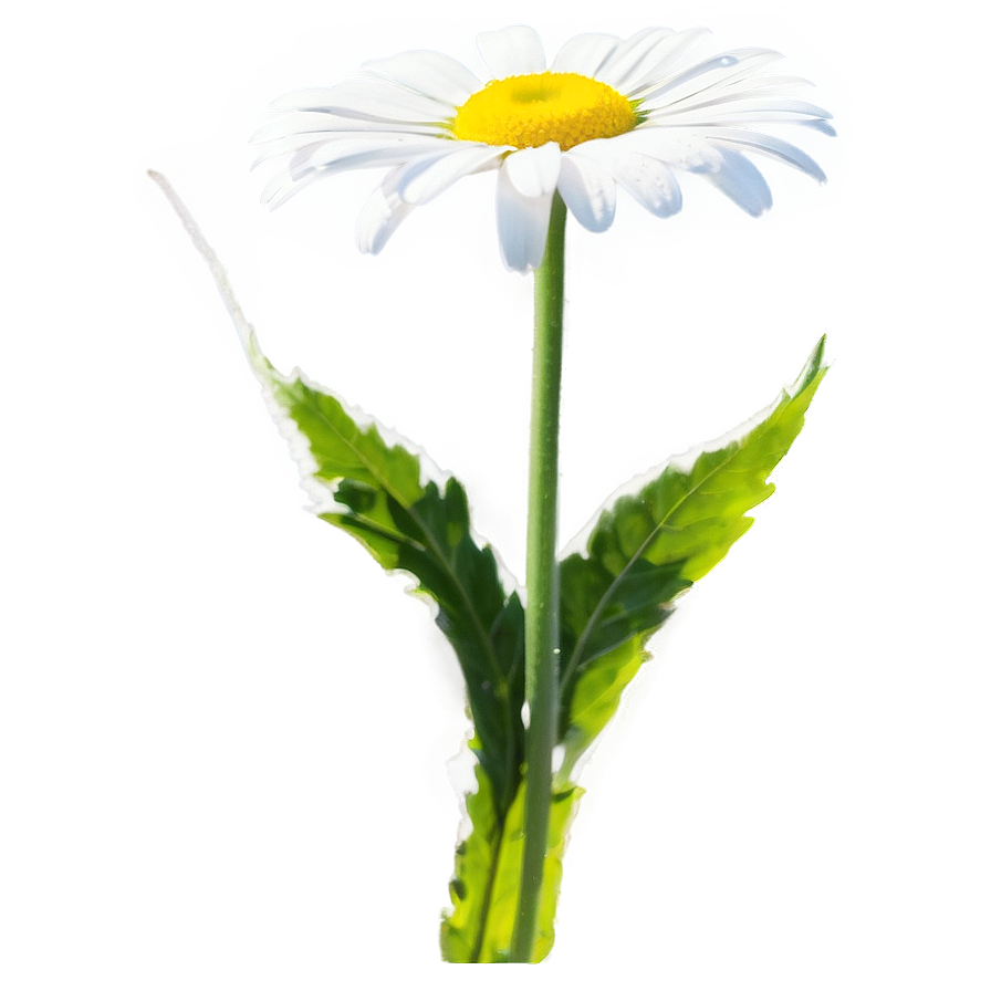 Daisy In Sunlight Png Bdf PNG image
