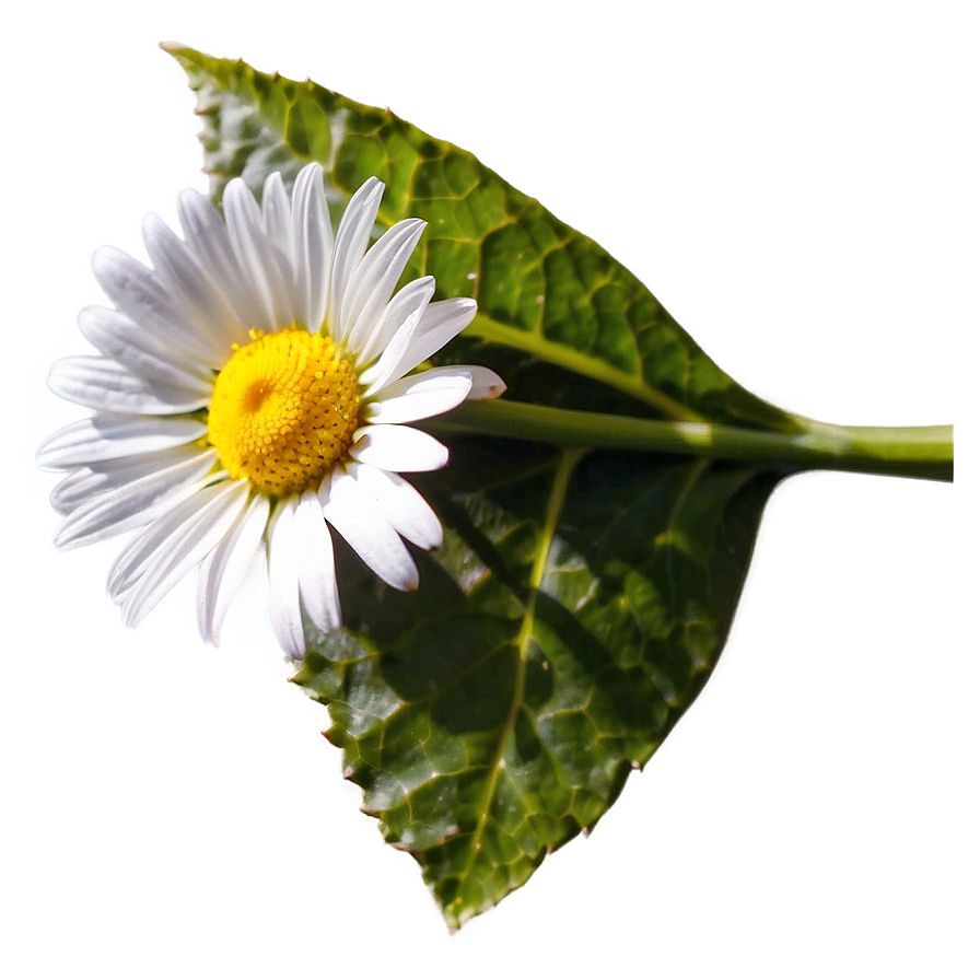 Daisy In Sunlight Png Ehq PNG image