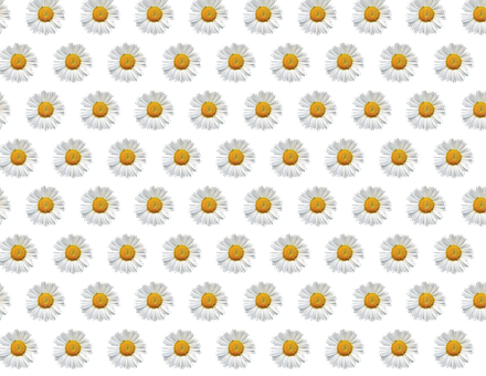 Daisy Pattern Black Background PNG image