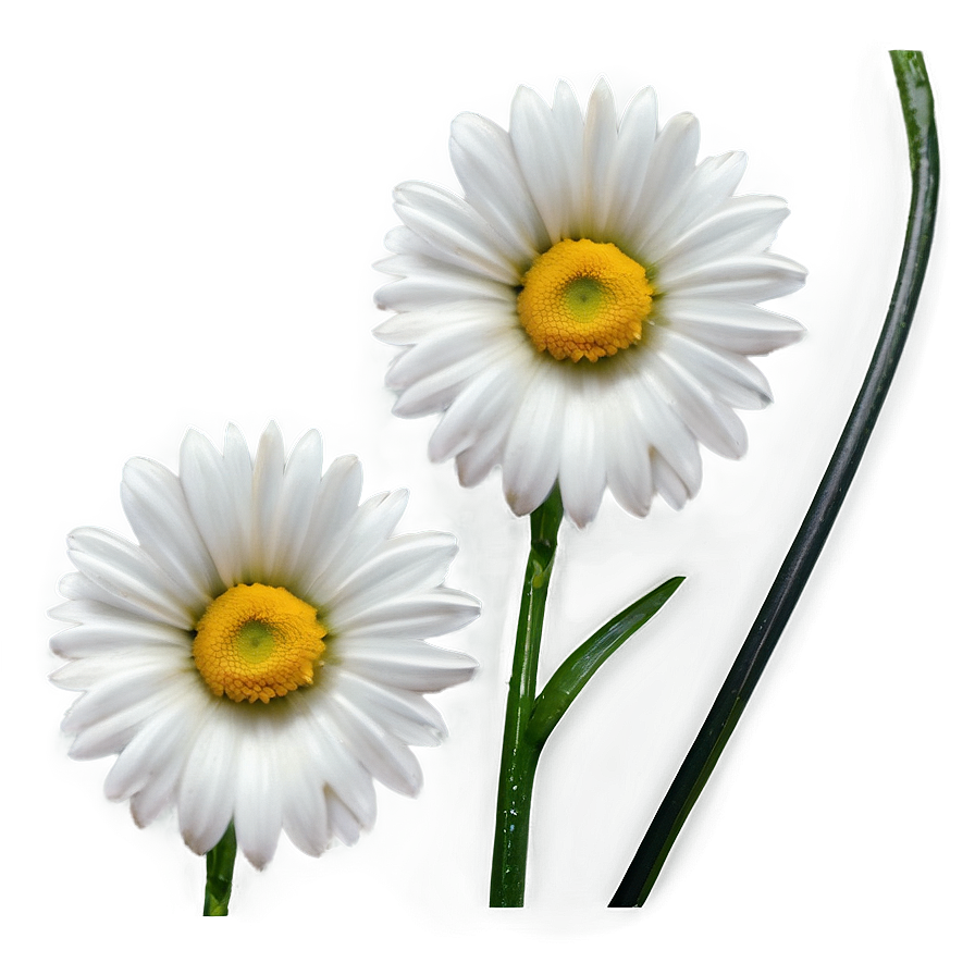 Daisy Pattern Png 17 PNG image