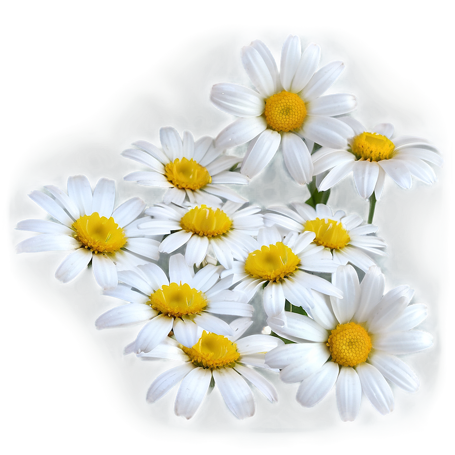 Daisy Petals Png 05212024 PNG image