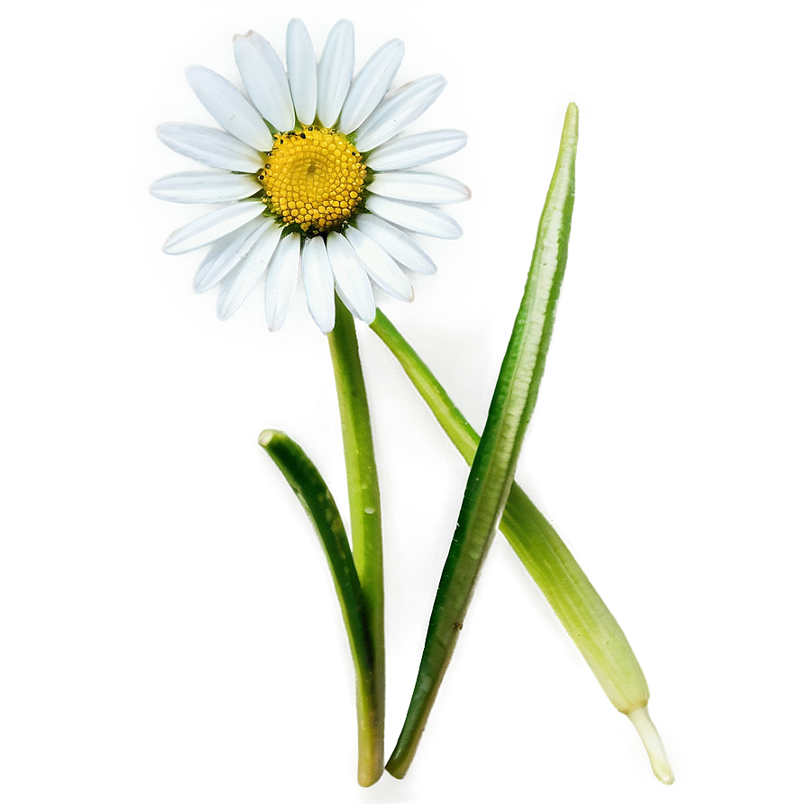 Daisy Seed Png Mak PNG image