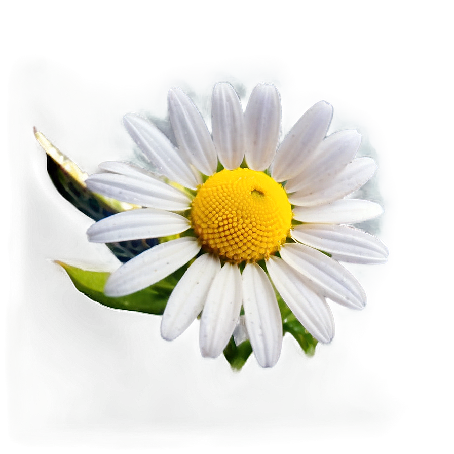 Daisy Seed Png Uol23 PNG image