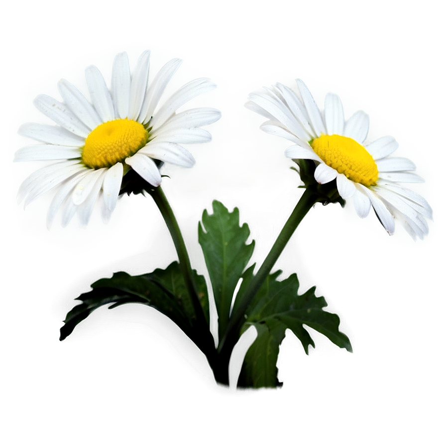 Daisy Silhouette Png Bdq PNG image