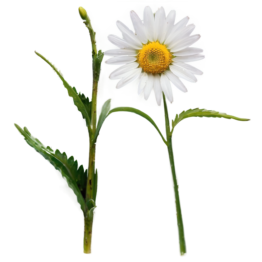 Daisy Stem Png Grw PNG image