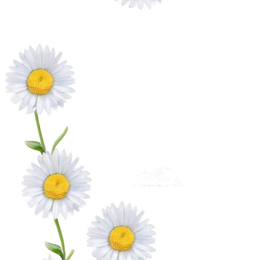 Daisy Wallpaper Png 05212024 PNG image