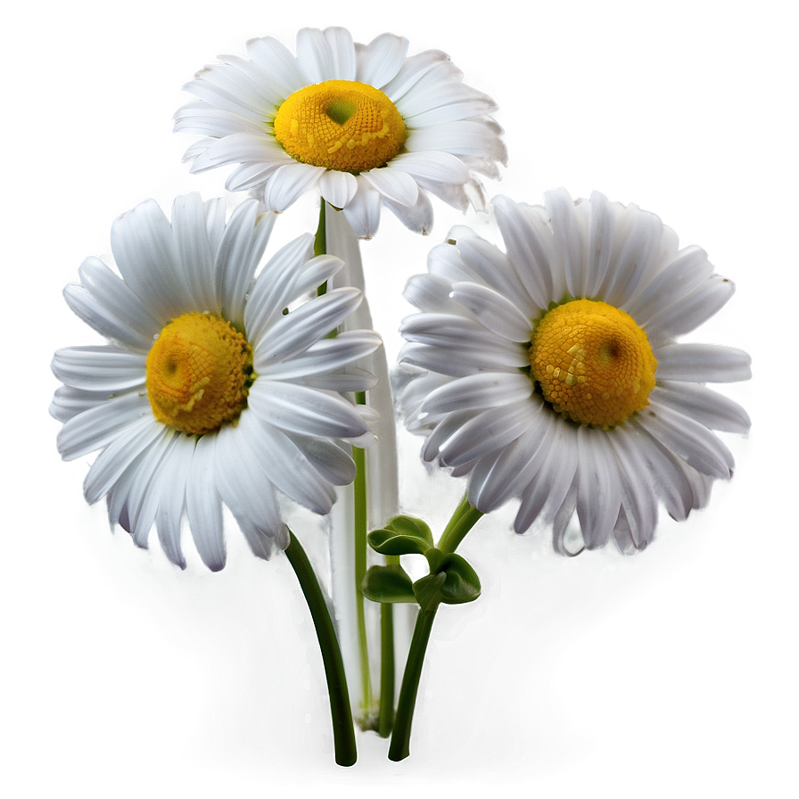 Daisy Wallpaper Png 24 PNG image