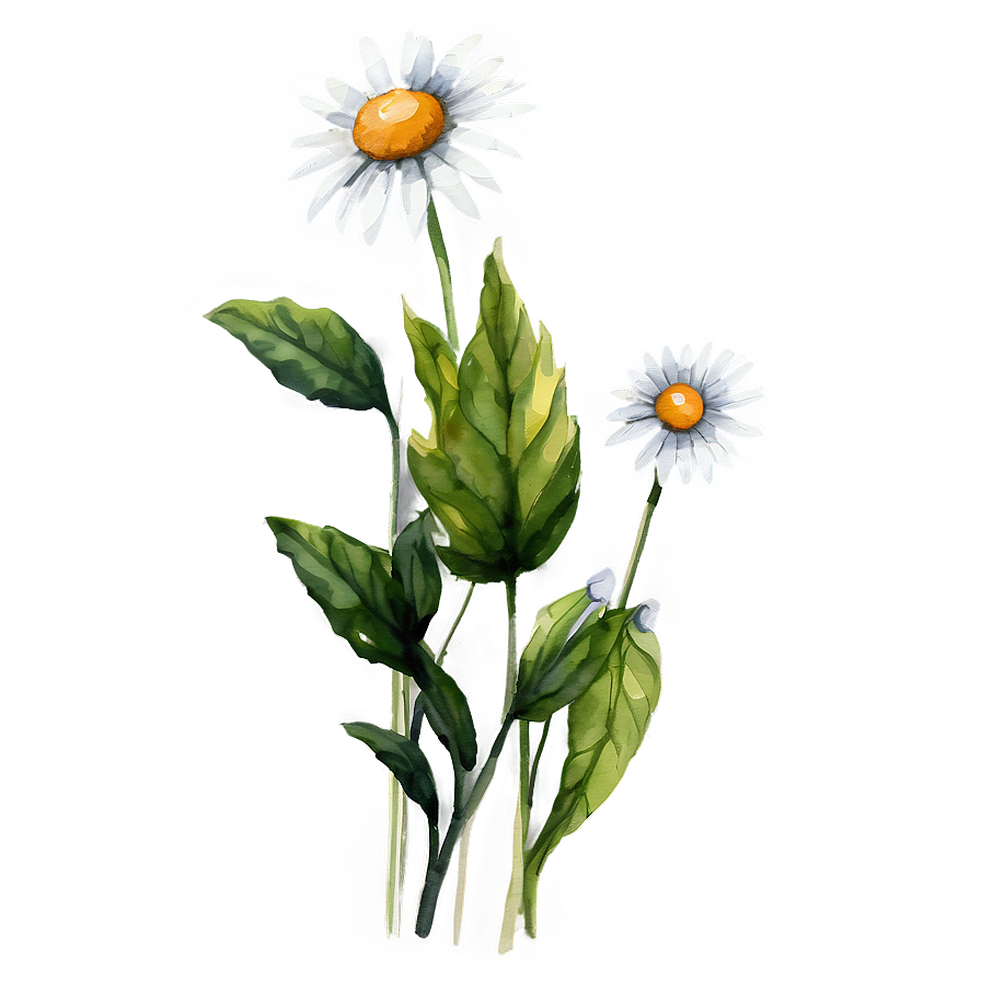 Daisy Watercolor Png 05212024 PNG image