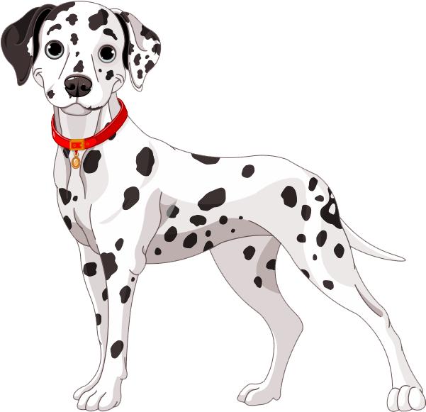 Dalmatian Dog Illustration PNG image