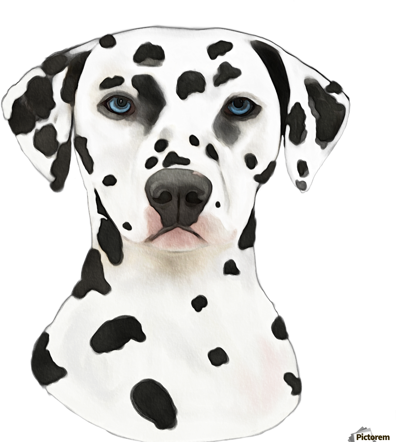 Dalmatian Dog Portrait PNG image