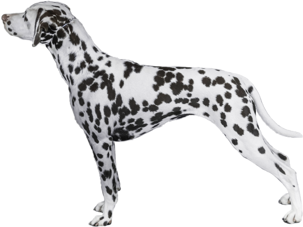 Dalmatian Dog Standing Profile PNG image