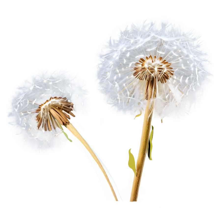 Dandelion Airy Fluff Png 05242024 PNG image