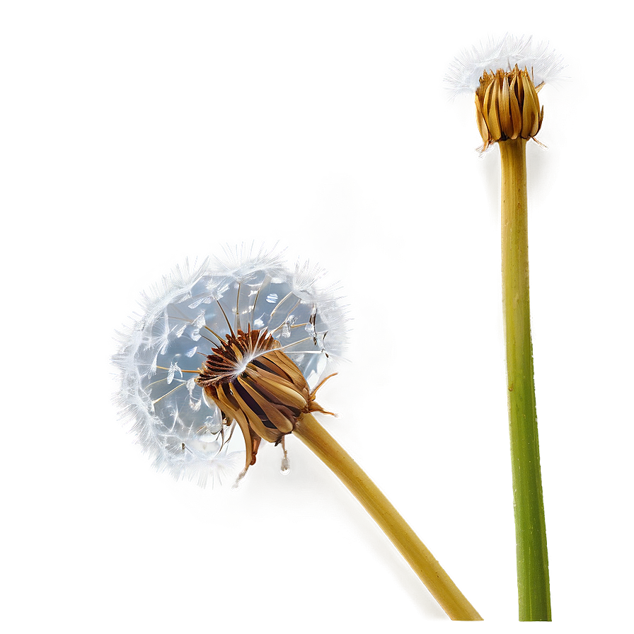 Dandelion Dew Drops Png Uif90 PNG image