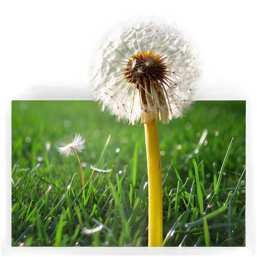 Dandelion Field Png Tnq81 PNG image