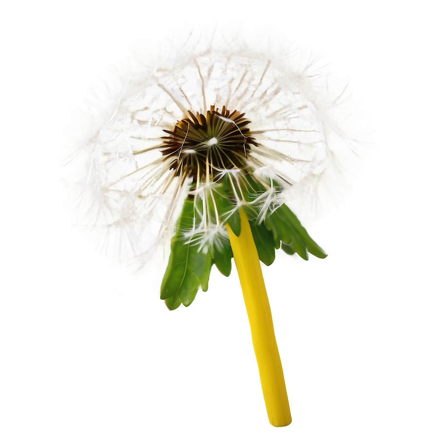 Dandelion Head Closeup Png 05242024 PNG image