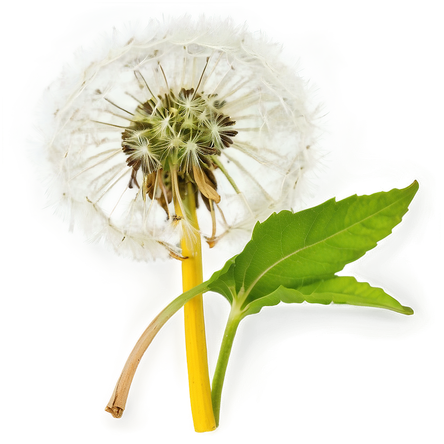 Dandelion Herbal Uses Png 05242024 PNG image