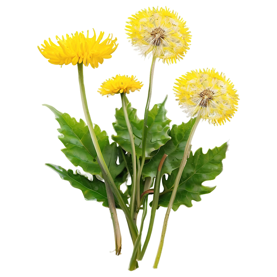 Dandelion Herbal Uses Png 05242024 PNG image