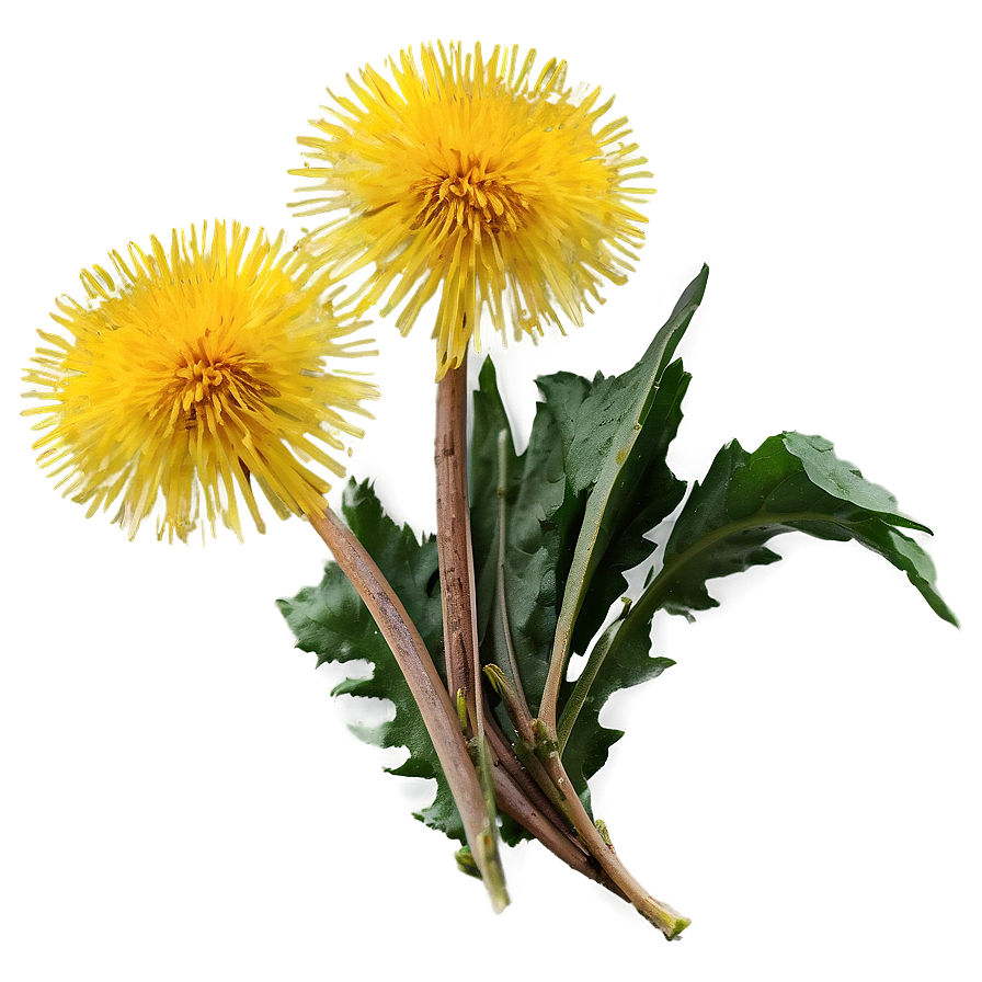 Dandelion Herbal Uses Png 71 PNG image