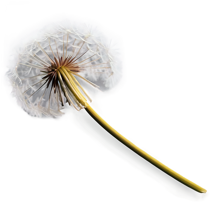 Dandelion In Autumn Png Omv PNG image