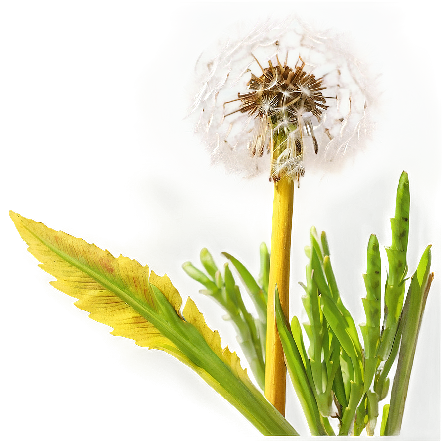 Dandelion In Meadow Png Cmo78 PNG image