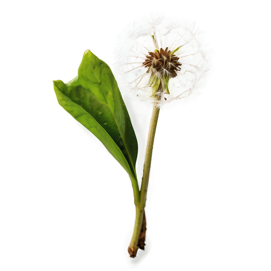 Dandelion In Nature Png 06292024 PNG image