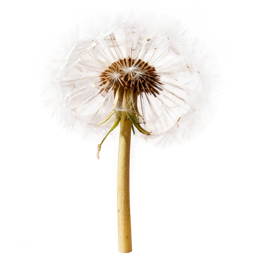 Dandelion In Sunlight Png 49 PNG image