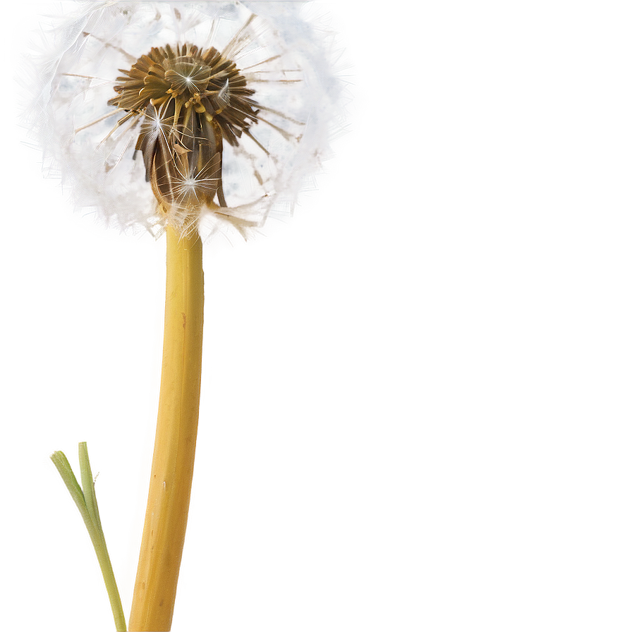 Dandelion In Sunset Png 06292024 PNG image