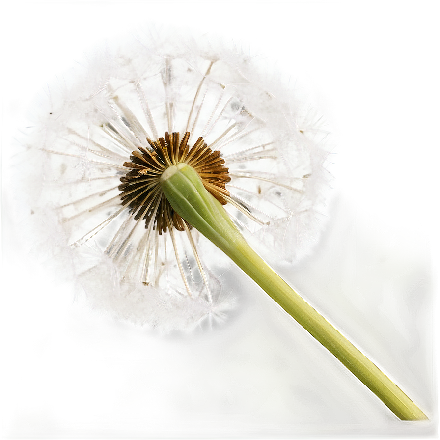 Dandelion In Vintage Tone Png 05242024 PNG image