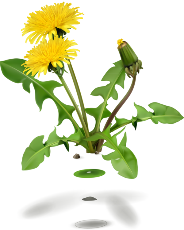 Dandelion Life Cycle Illustration PNG image