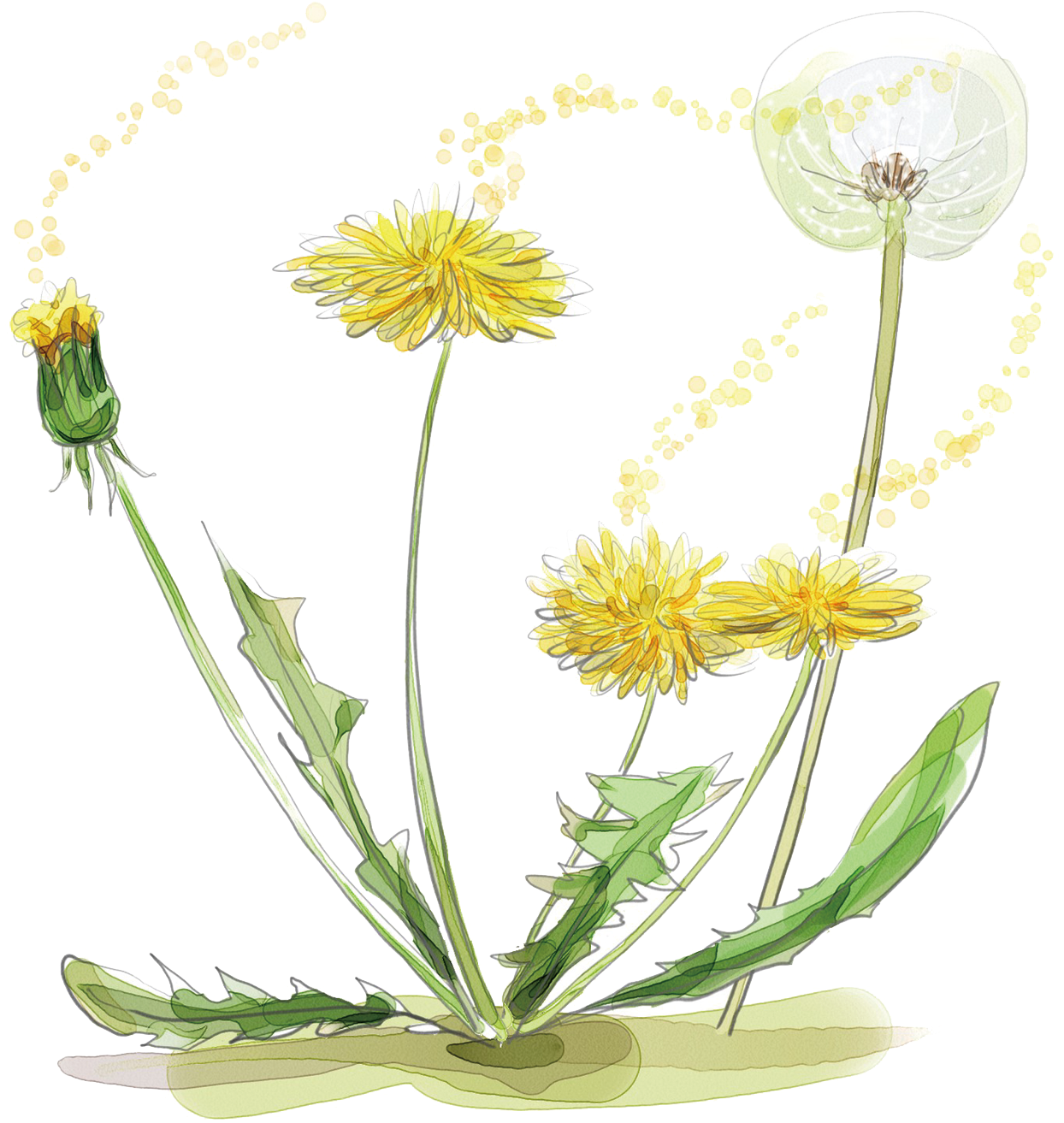 Dandelion Life Cycle Illustration PNG image