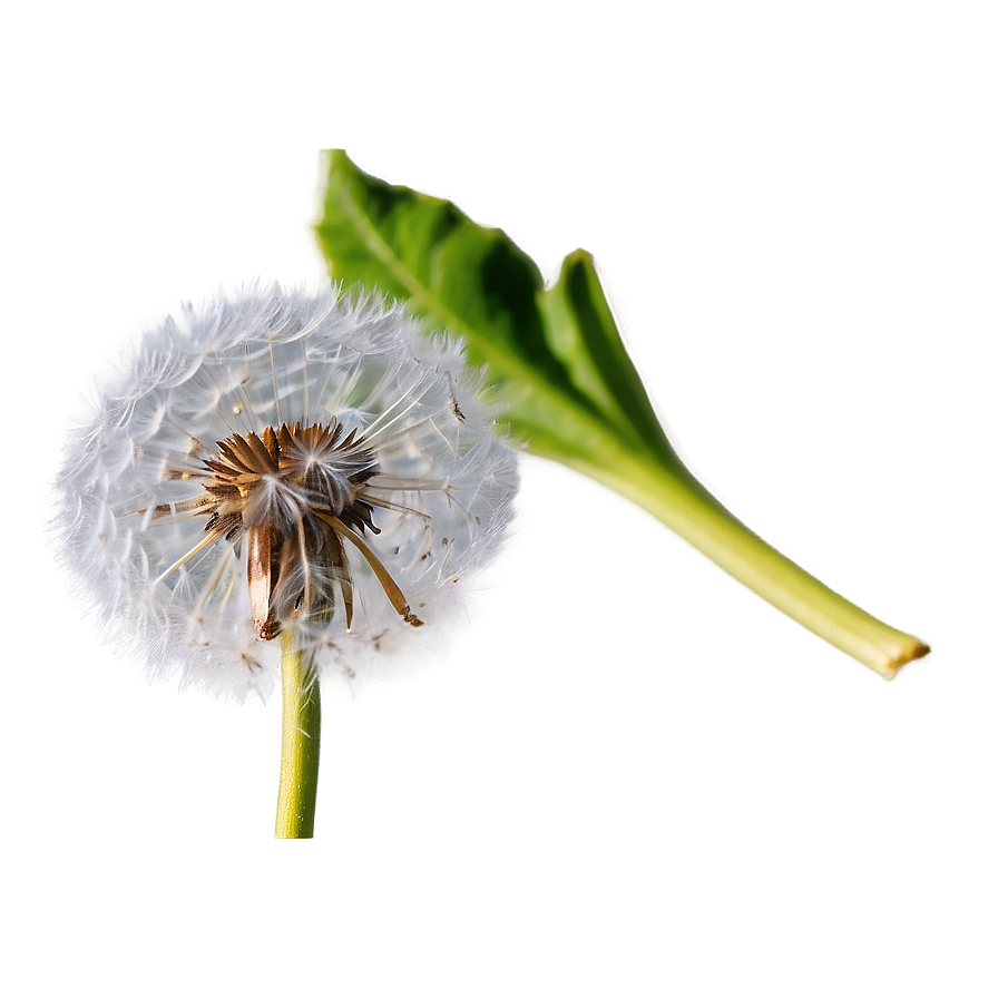 Dandelion Macro Png Hho PNG image