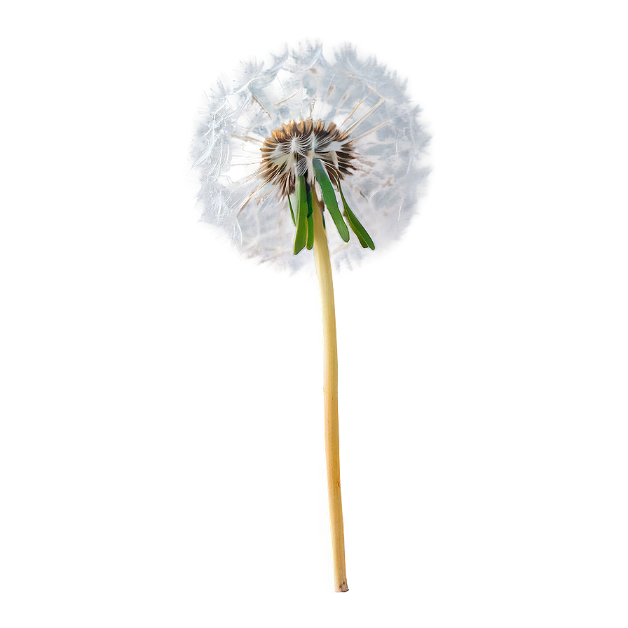 Dandelion On Blue Sky Png Sem8 PNG image