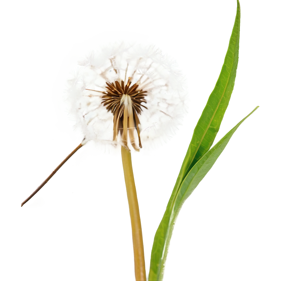 Dandelion Seed Close-up Png 06292024 PNG image