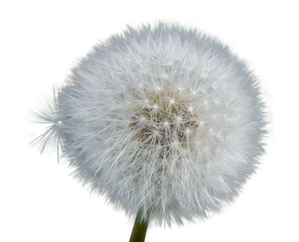 Dandelion_ Seed_ Head_ Black_ Background.jpg PNG image