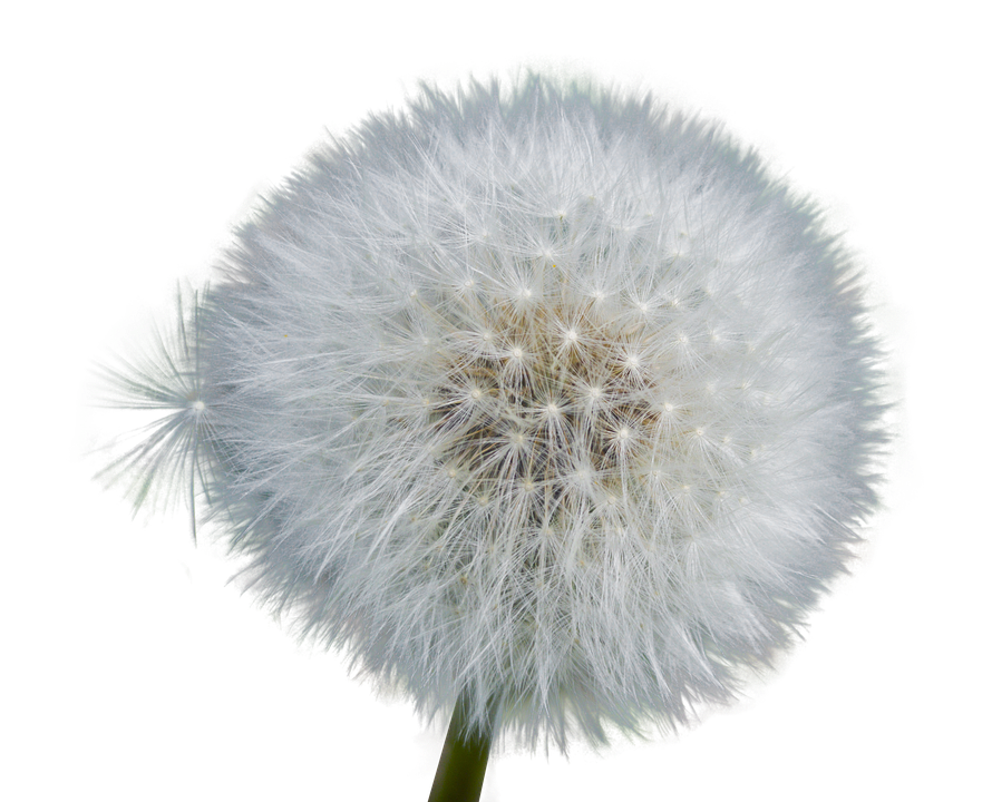 Dandelion Seed Head Fluff PNG image