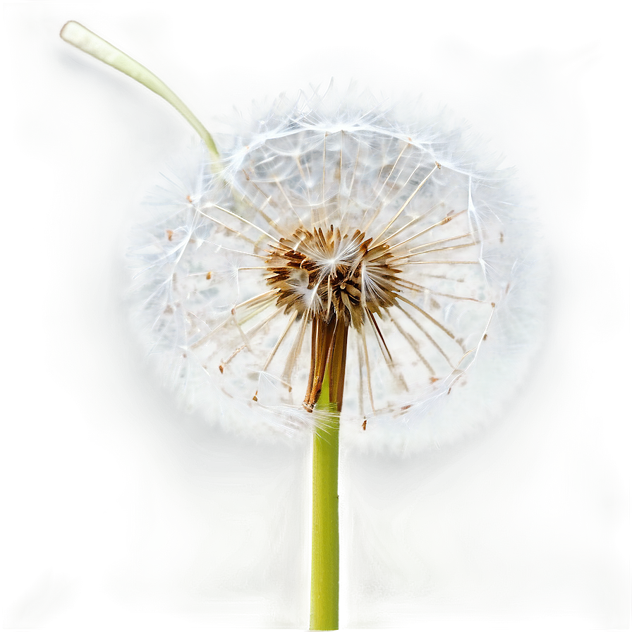 Dandelion Seed Head Png 44 PNG image