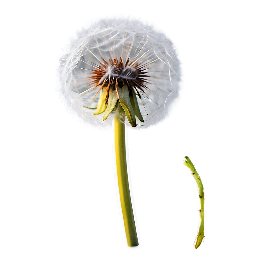 Dandelion Seed Pod Png Chx87 PNG image