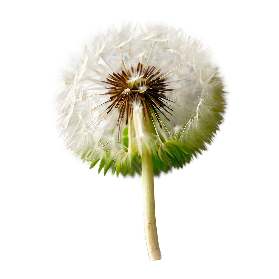 Dandelion Seed Pod Png Nlq84 PNG image