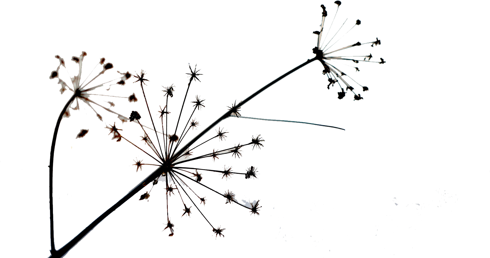 Dandelion_ Silhouette_ Against_ Sky PNG image