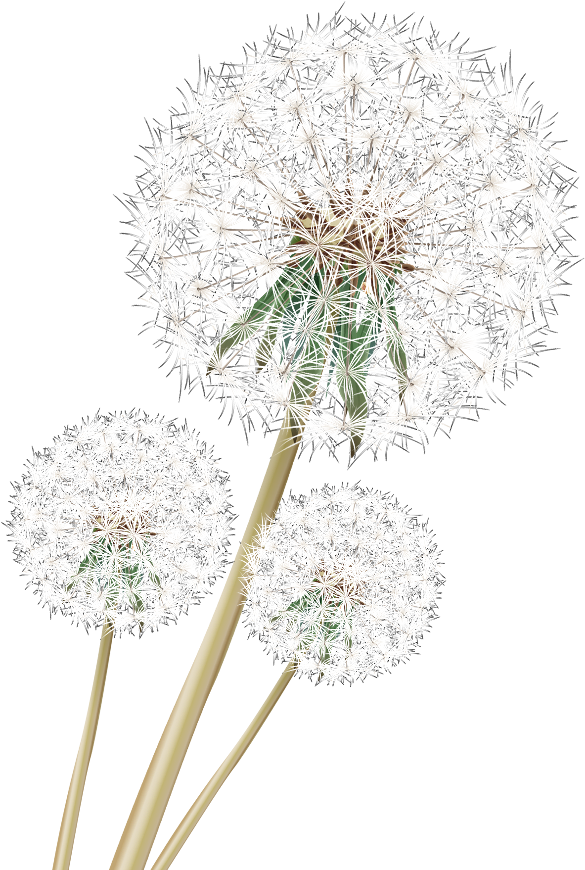 Dandelion_ Trio_ Against_ Teal_ Background.png PNG image