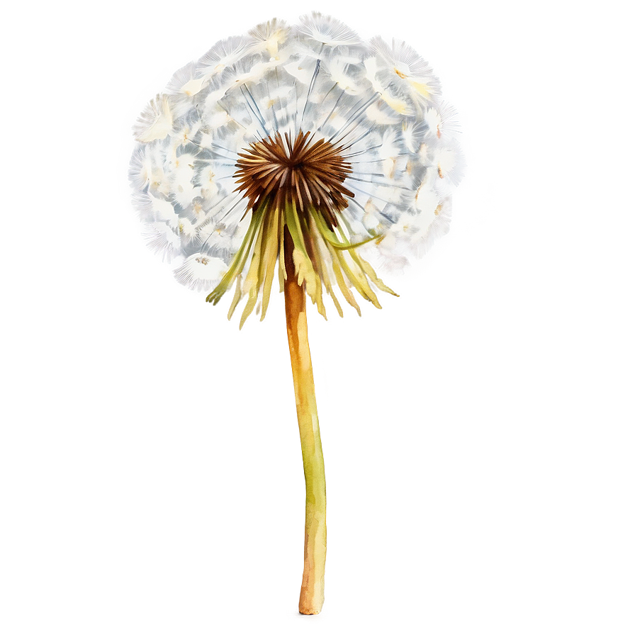 Dandelion Watercolor Art Png Lpw95 PNG image