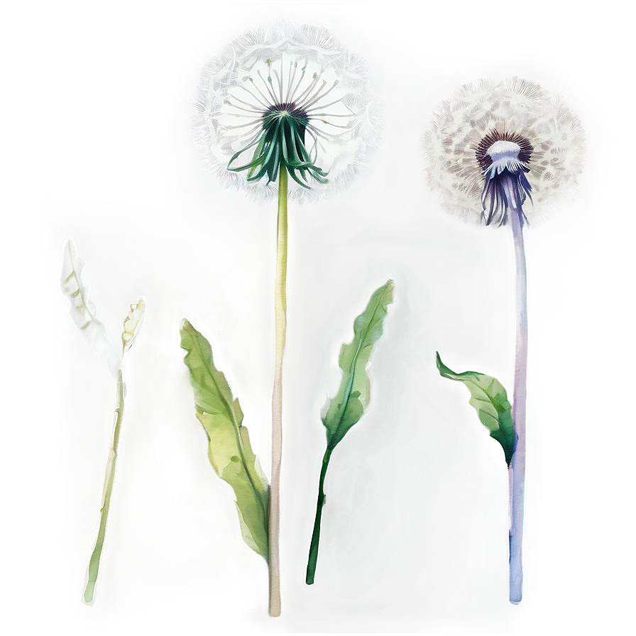 Dandelion Watercolor Art Png Wji35 PNG image