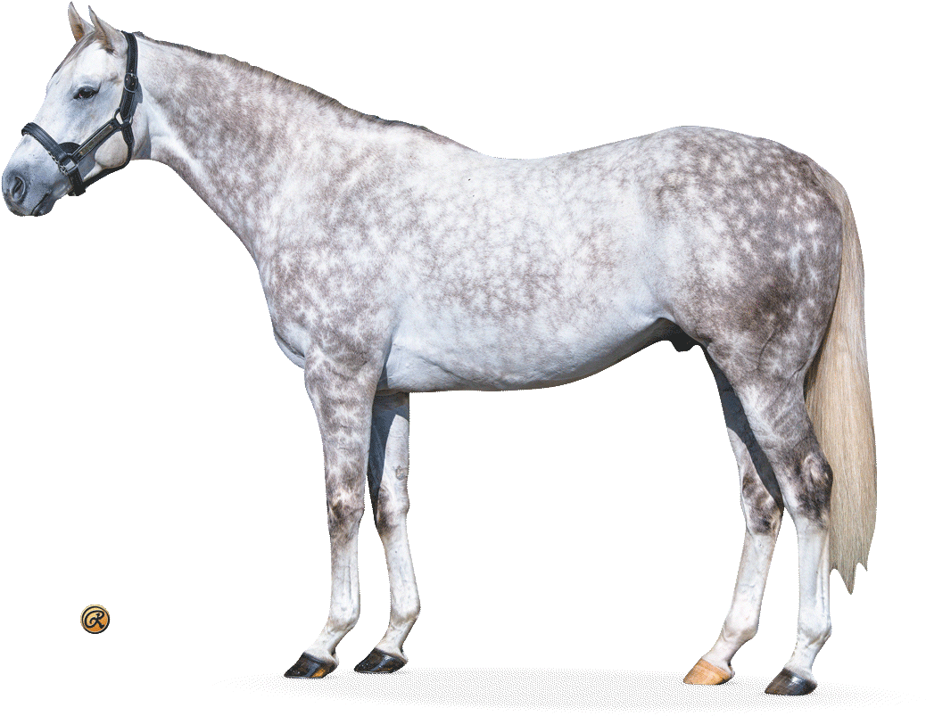 Dappled Grey Horse Standing PNG image