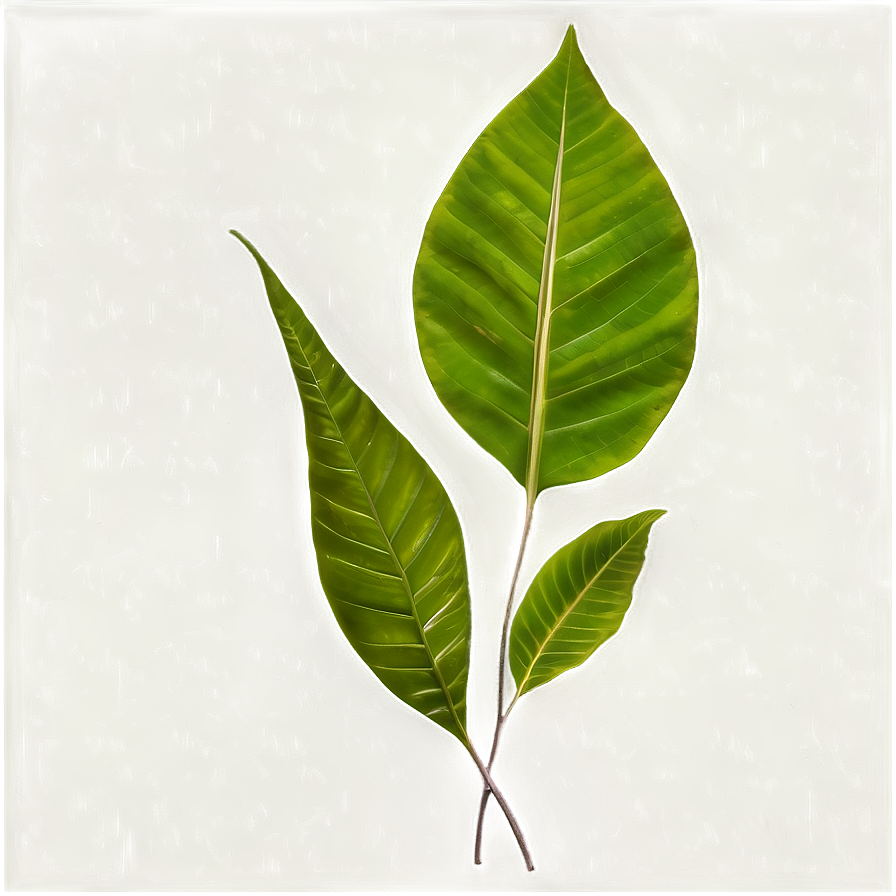 Dark Leaves Png Alk PNG image